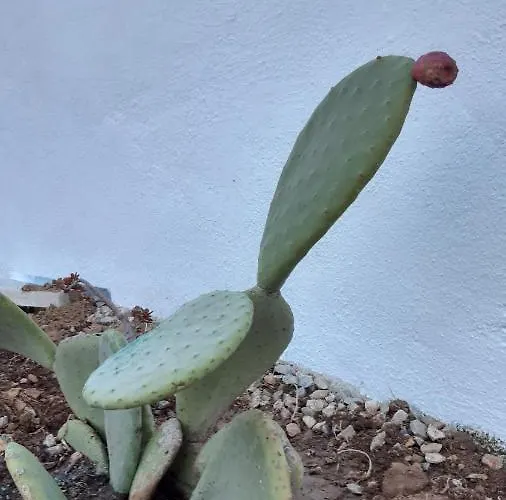Habitación en casa particular Fortina Mykonos House
